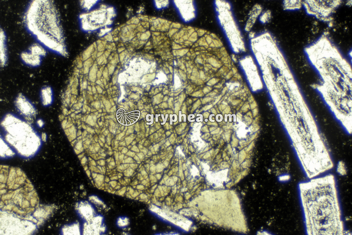 Pyroxène LPNA x20 - gryphea.org